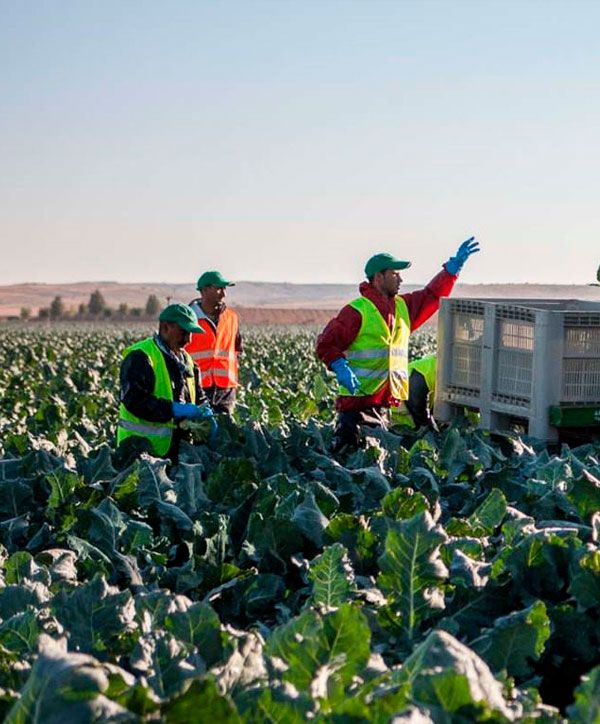 Trabajadores de Agropaco en un cultivo de verduras